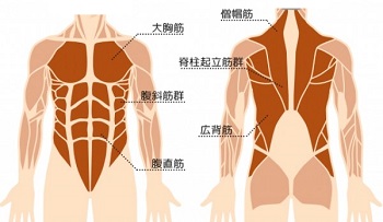 シニアの体幹トレーニングとは何か