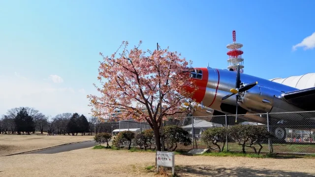 所沢周辺でよく見かける草花