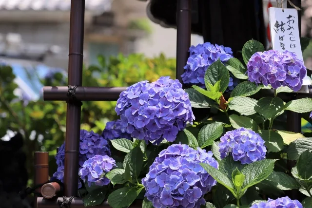 紫陽花 いつ咲く